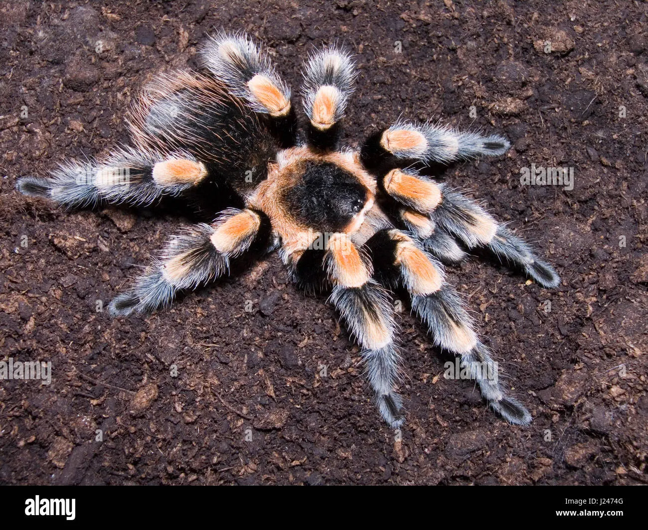 /img/20846-healthy-tarantula.webp
