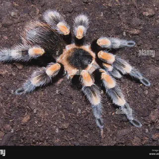 /img/20846-healthy-tarantula.webp