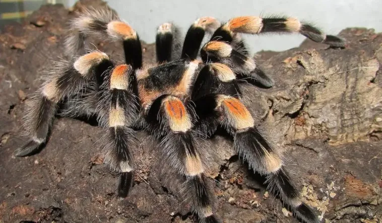20846 mexican red knee tarantula feeding