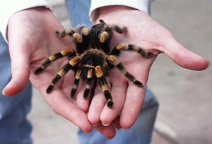 20846 pre killed prey tarantula