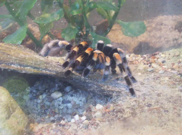 20846 tarantula handling