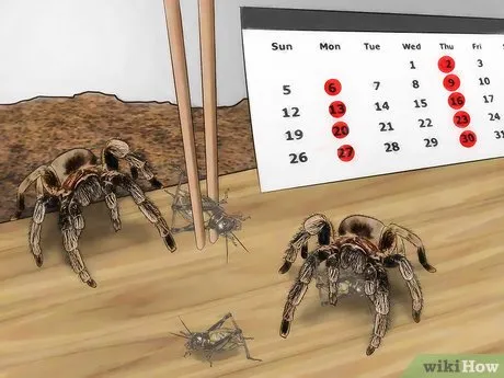 20848 tarantula eating cricket