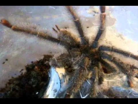 20848 tarantula feeding overview