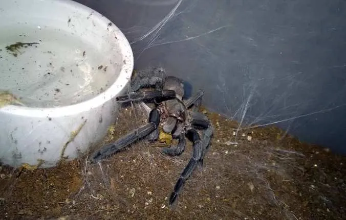 20848 tarantula handling