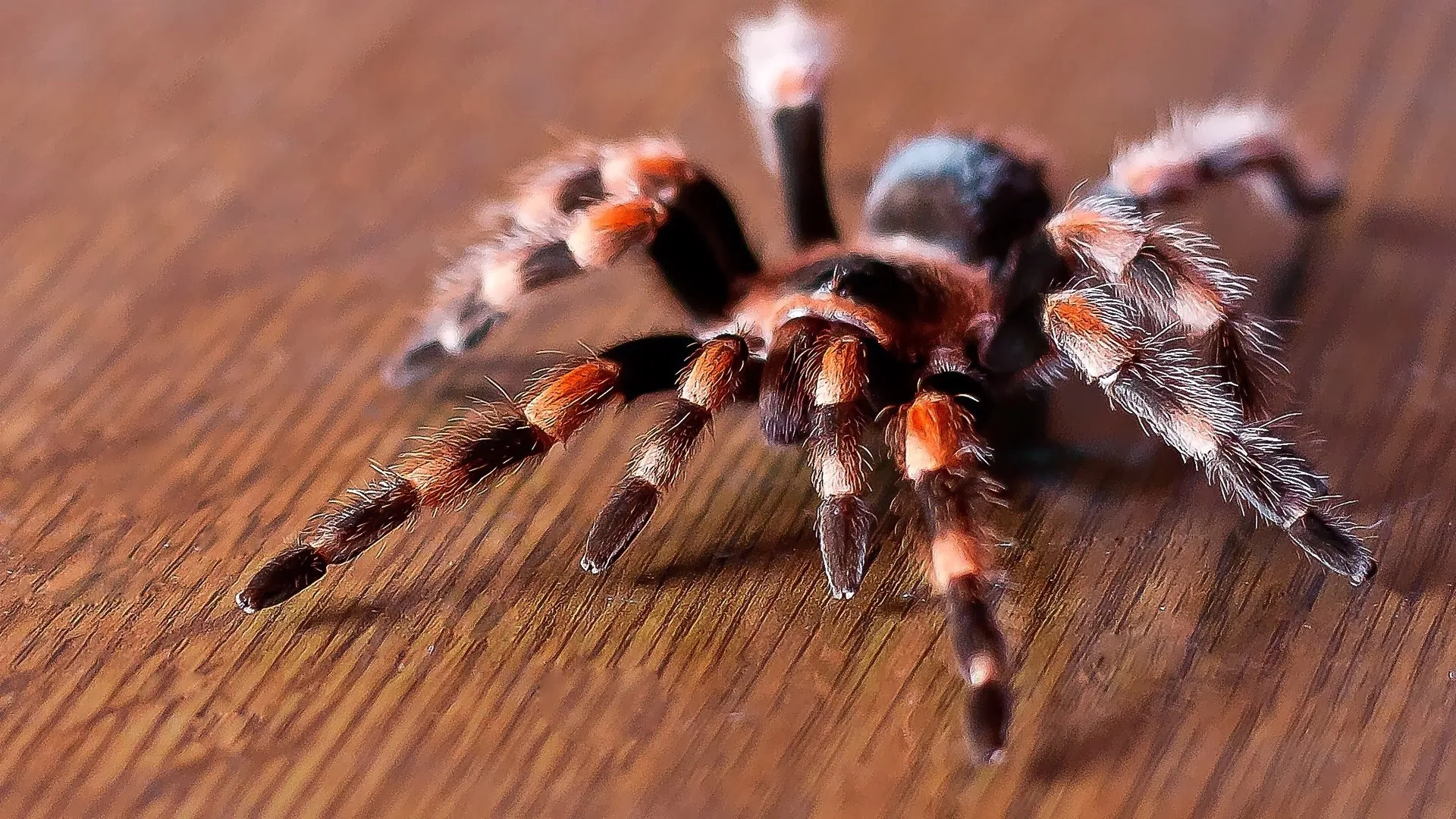 20850 australian red tarantula habitat