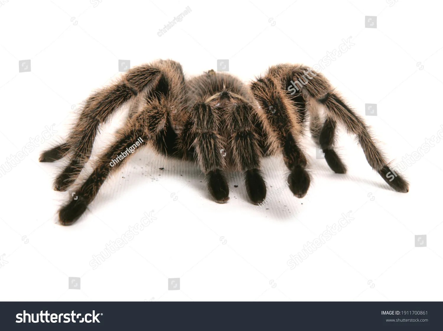 20850 australian red tarantula hunting