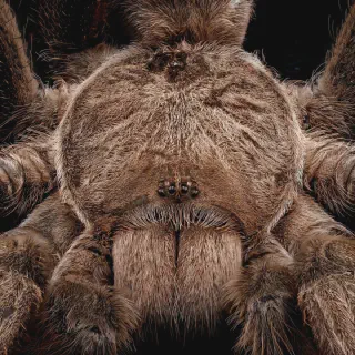 /img/20850-australian-red-tarantula-mating.webp