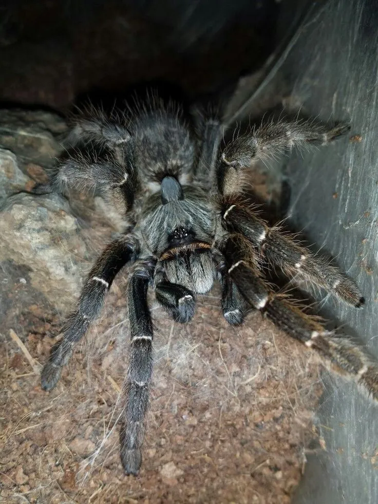 20854 tarantula feeding
