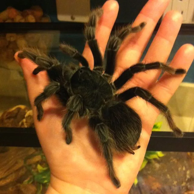 20854 tarantula handling