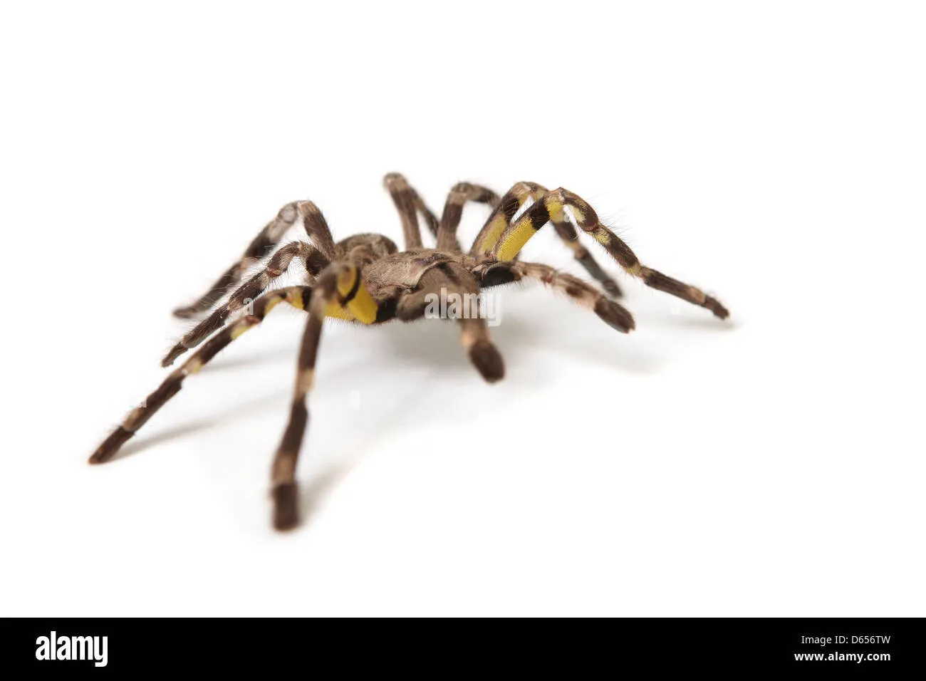 20854 tarantula health