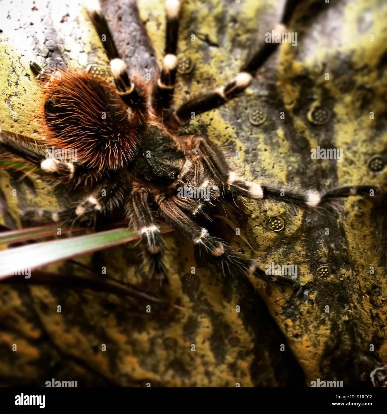 /img/20854-tarantula-lifespan.webp