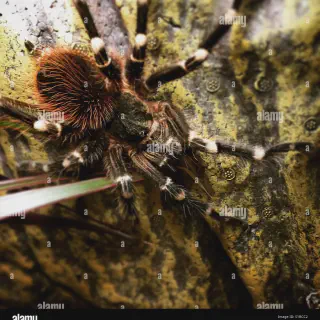 /img/20854-tarantula-lifespan.webp