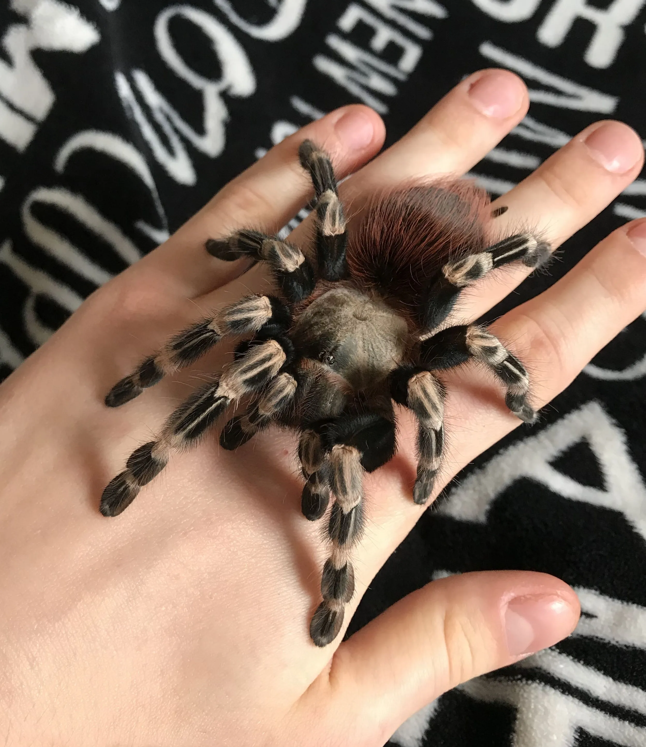 20854 tarantula molting