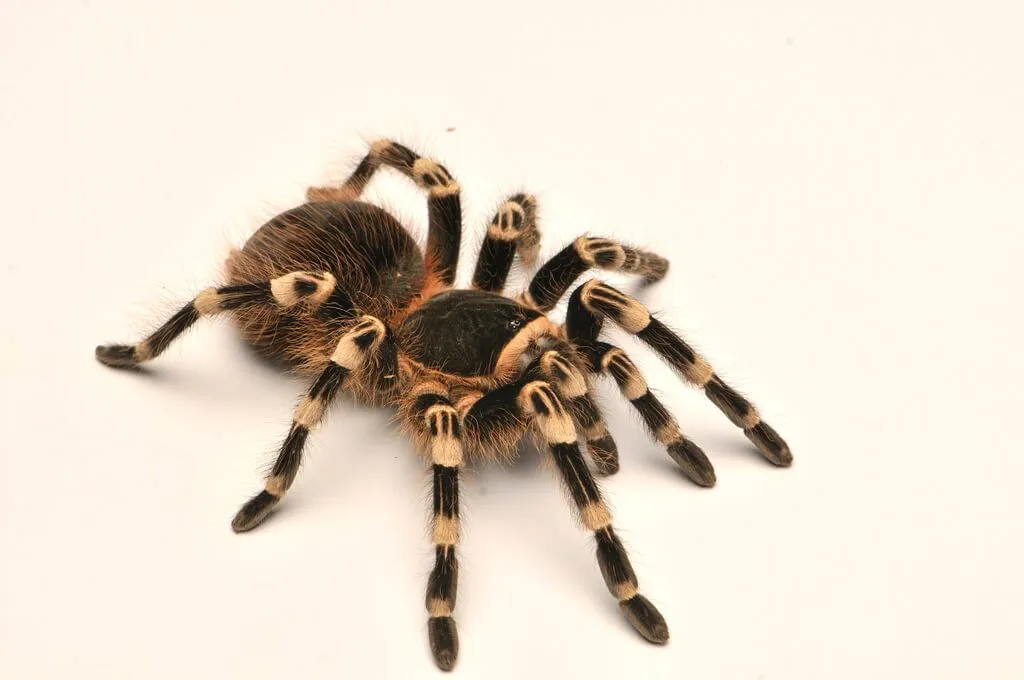 20854 tarantula species