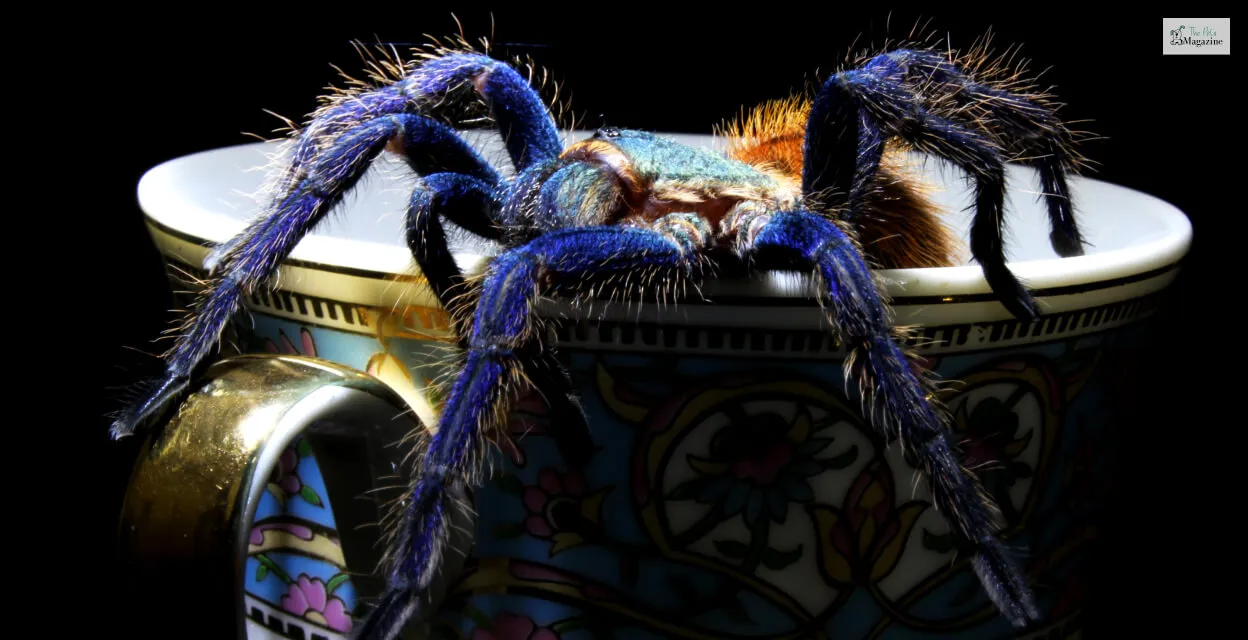 /img/20855-cobalt-blue-tarantula-molting.webp