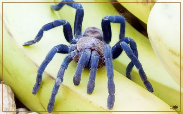 20855 female cobalt blue tarantula