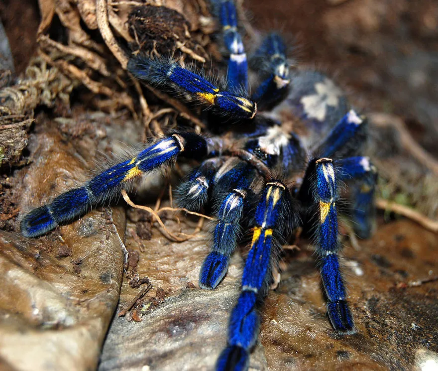20855 male cobalt blue tarantula