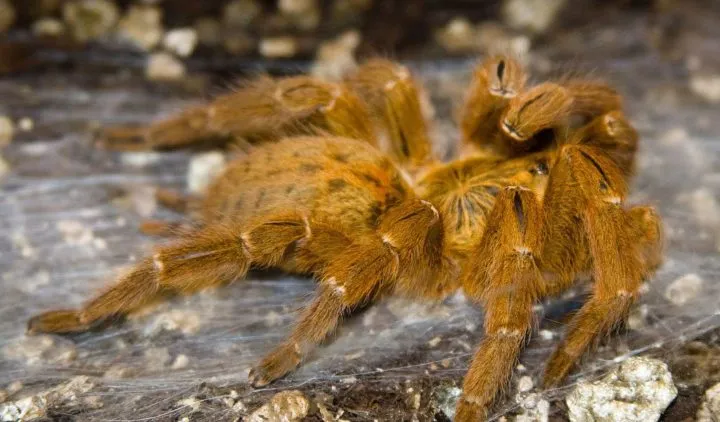 20856 new world tarantula
