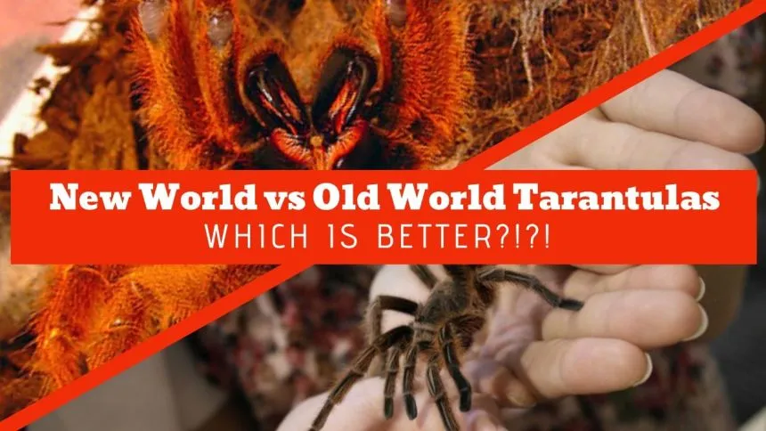 20856 old world tarantula