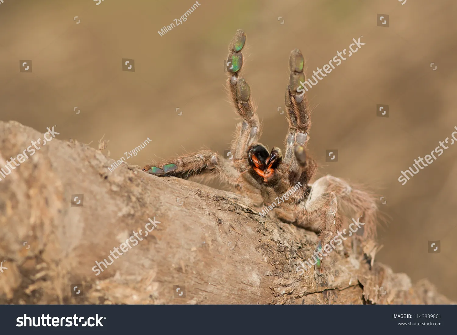 20856 tarantula defensive mechanism