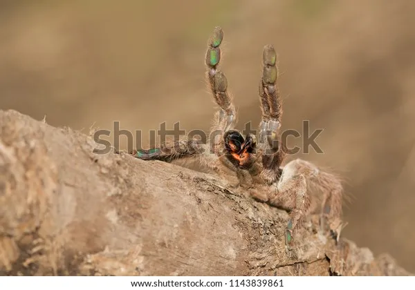 20856 tarantula enclosure