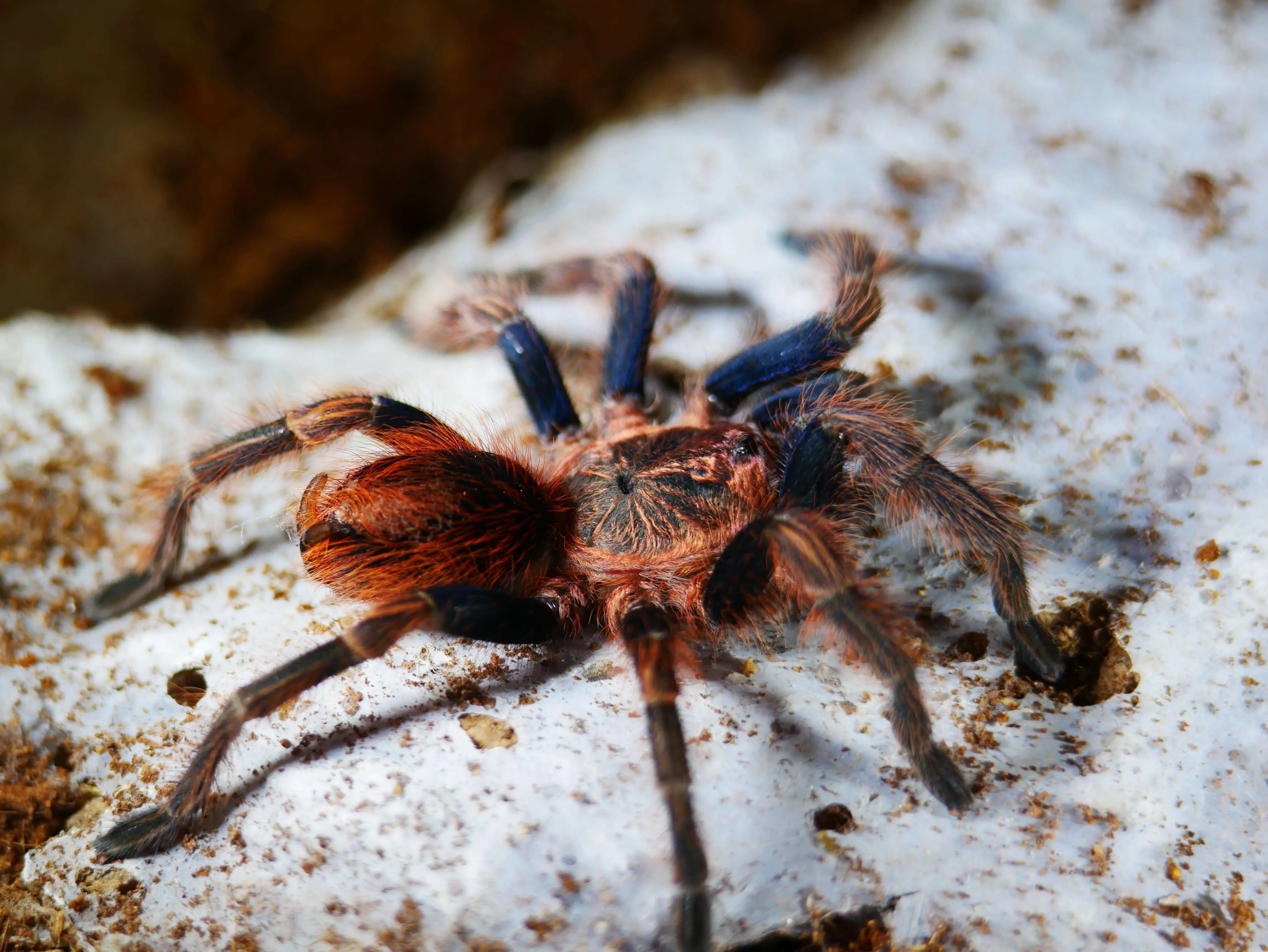 20856 tarantula feeding