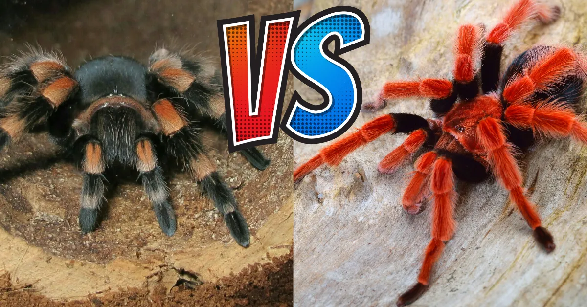 /img/20856-tarantula-lifespan.webp