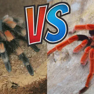 /img/20856-tarantula-lifespan.webp