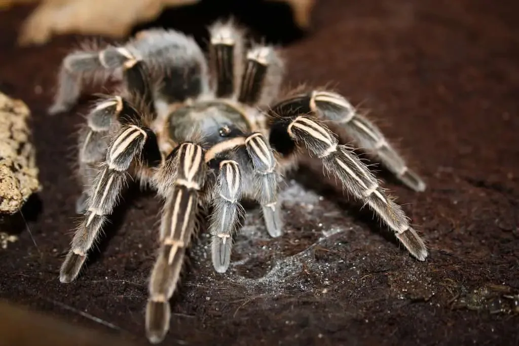 20857 zebra tarantula feeding