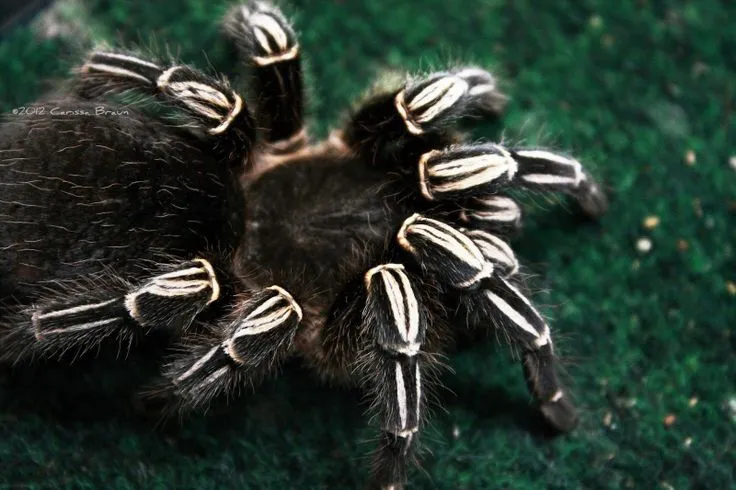 20857 zebra tarantula habitat
