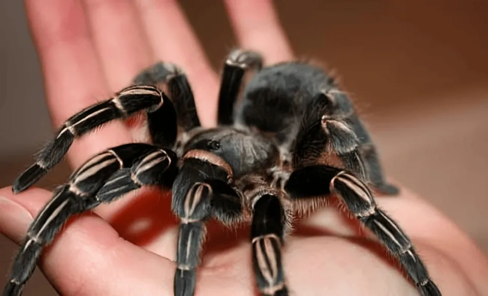 20857 zebra tarantula molting