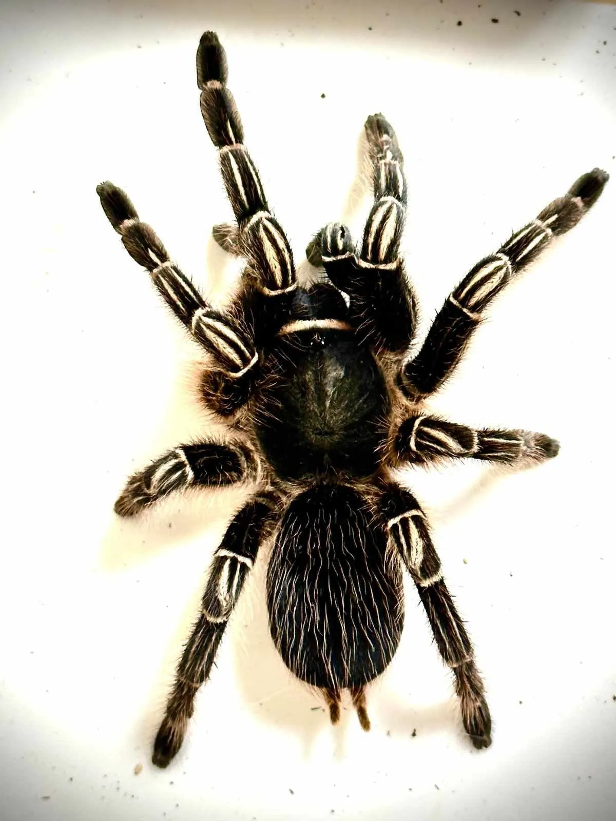 20857 zebra tarantula overview