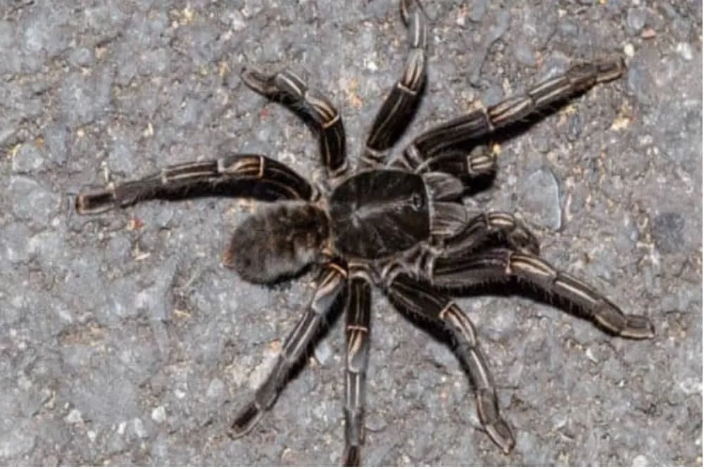 /img/20857-zebra-tarantula-pet.webp