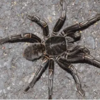/img/20857-zebra-tarantula-pet.webp