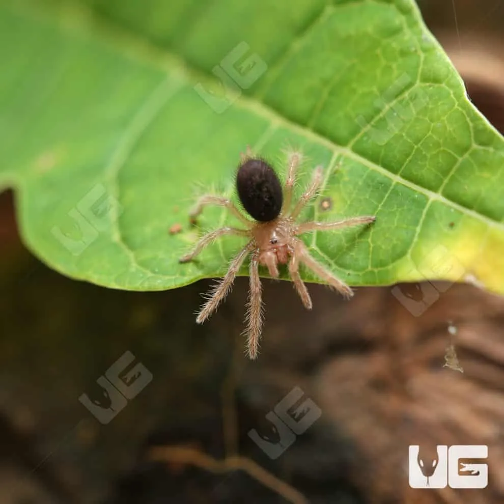 20858 chaco golden knee tarantula growth stages