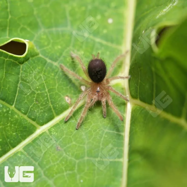 20858 chaco golden knee tarantula handling