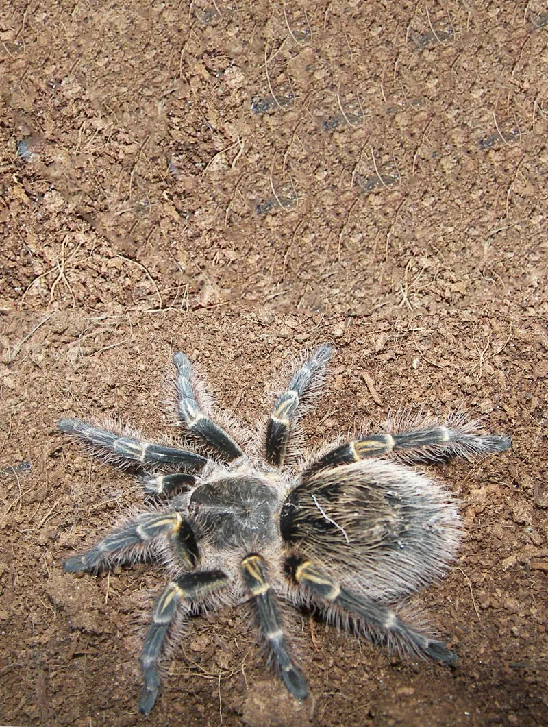 20858 chaco golden knee tarantula humidity
