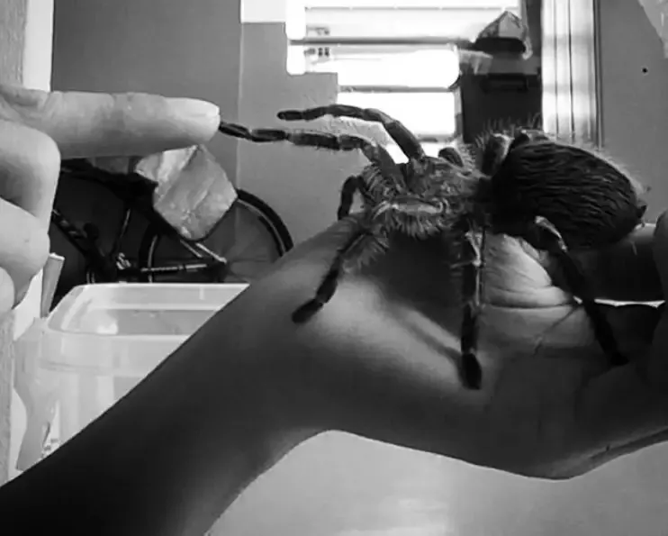 20858 chaco golden knee tarantula male vs female