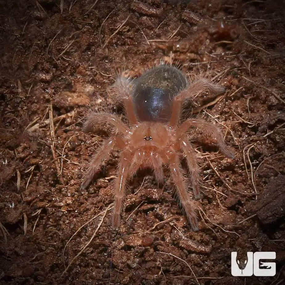 20858 chaco golden knee tarantula molting