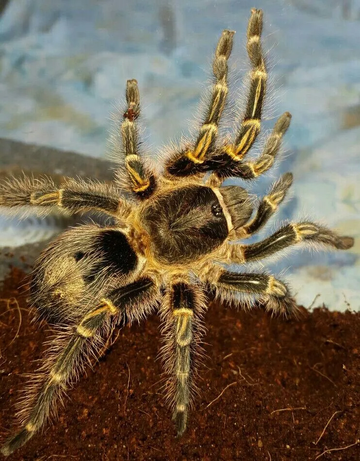 /img/20858-chaco-golden-knee-tarantula-substrate.webp