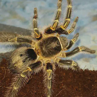 /img/20858-chaco-golden-knee-tarantula-substrate.webp
