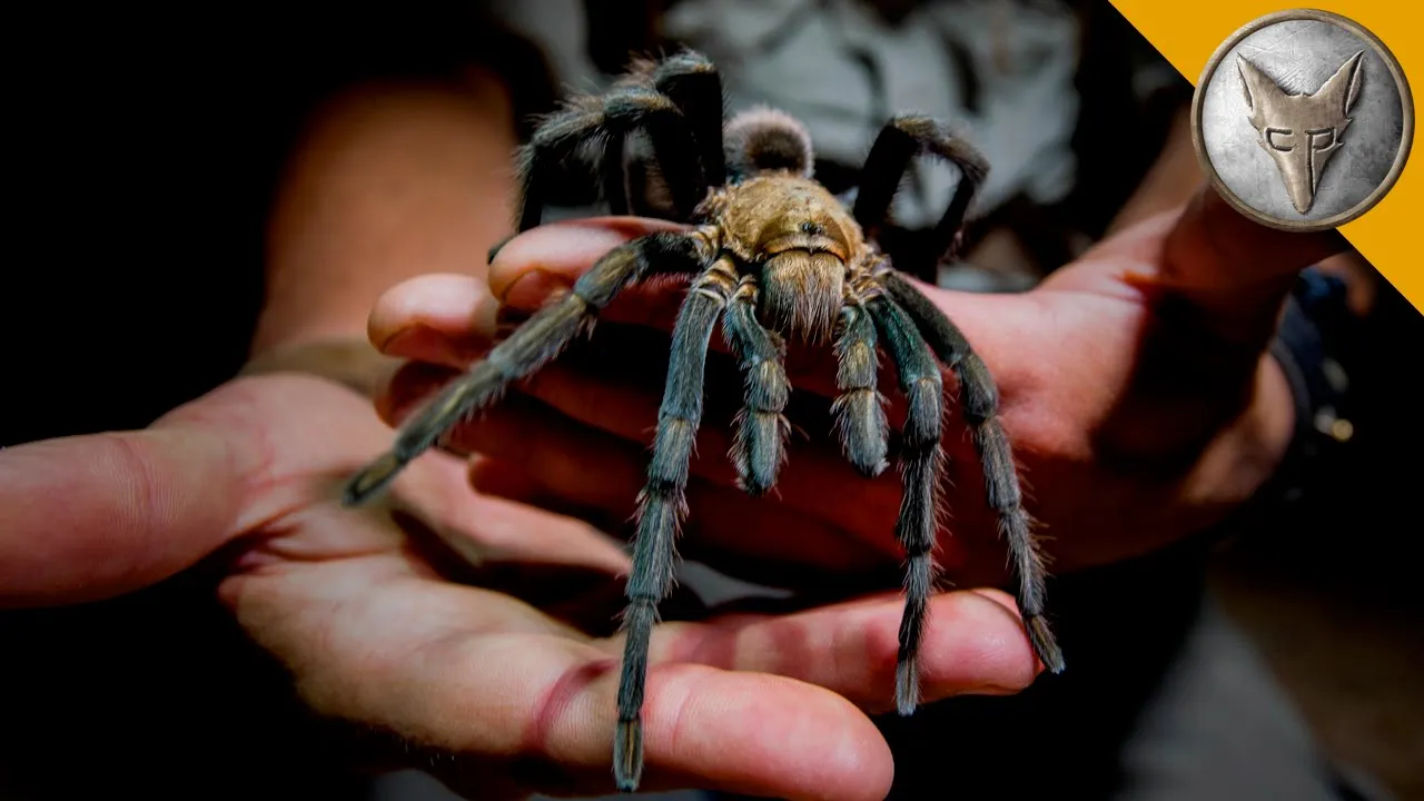 20859 tarantula fangs cleaning 2