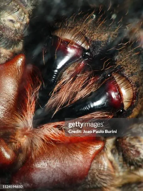 20859 tarantula fangs cleaning 3