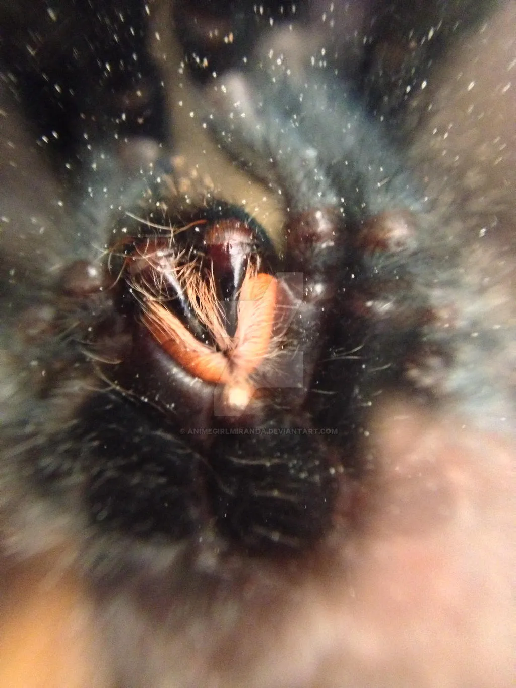 20859 tarantula fangs cleaning 5