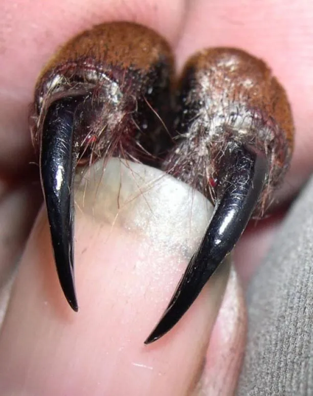 20859 tarantula fangs cleaning 6