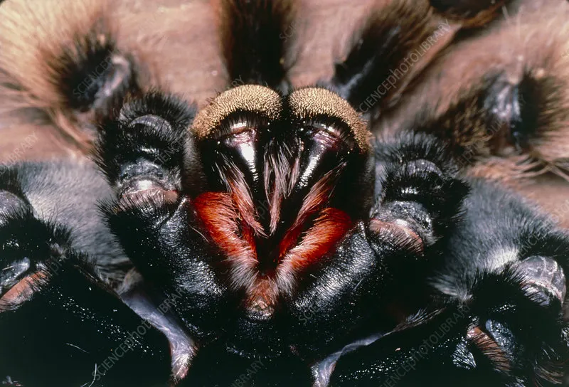 /img/20859-tarantula-fangs-cleaning-7.webp