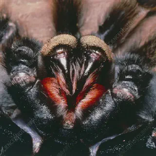/img/20859-tarantula-fangs-cleaning-7.webp