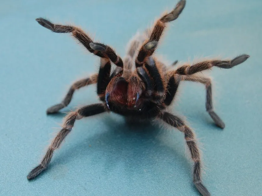 20860 tarantula bite firstaid