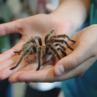 /img/20860-tarantula-bite-recovery.webp