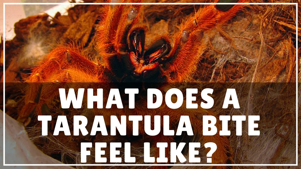 20860 tarantula bite swelling